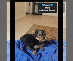 Small #1 Yorkshire Terrier