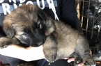 Small Photo #15 German Shepherd Dog Puppy For Sale in NEW BRAUNFELS, TX, USA