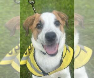 Great Pyrenees-Unknown Mix Dogs for adoption in NYC, NY, USA
