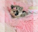 Small #3 Pomeranian
