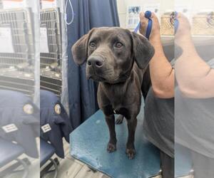 Labrador Retriever Dogs for adoption in Mobile, AL, USA