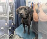 Small Labrador Retriever