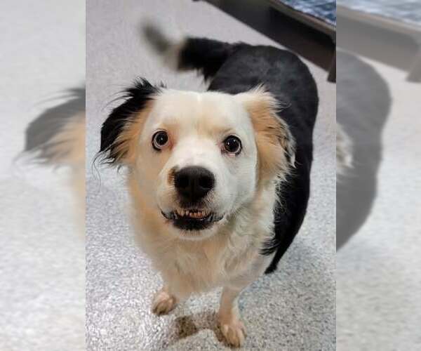 Medium Photo #2 Border Collie Puppy For Sale in Highland, IL, USA