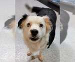 Small #1 Border Collie