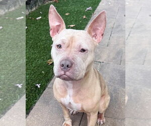 Mutt Dogs for adoption in Catasauqua, PA, USA
