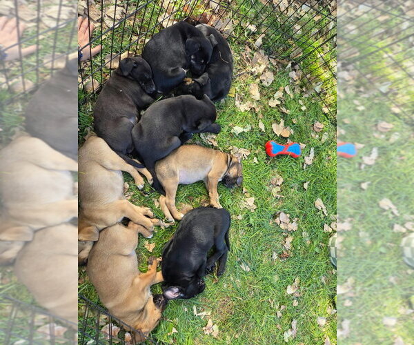 Medium Photo #3 Australian Shepherd-Black Mouth Cur Mix Puppy For Sale in Salt Lake City, UT, USA