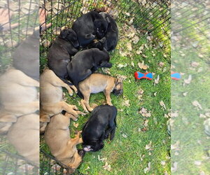 Trickster - Male Australian Shepherd-Black Mouth Cur Mix Dog for Adoption - Photo #3