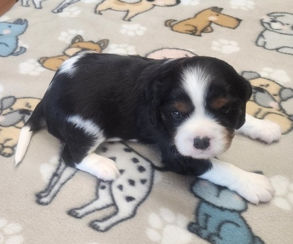 Medium Photo #2 Aussalier Puppy For Sale in ATHOL, ID, USA