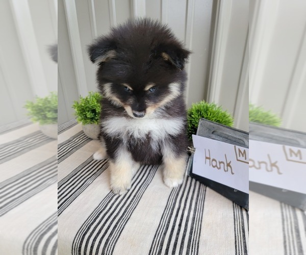 Medium Photo #11 Pomsky Puppy For Sale in BELLEVUE, IA, USA