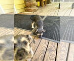 Small #6 Chihuahua Mix