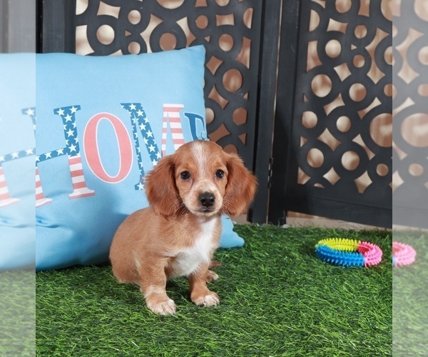 Medium Photo #3 Dachshund Puppy For Sale in MOUNT VERNON, OH, USA