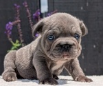 Small Photo #21 French Bulldog Puppy For Sale in GOSHEN, IN, USA