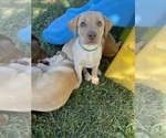 Small Photo #10 Labrador Retriever Puppy For Sale in ASHEVILLE, NC, USA