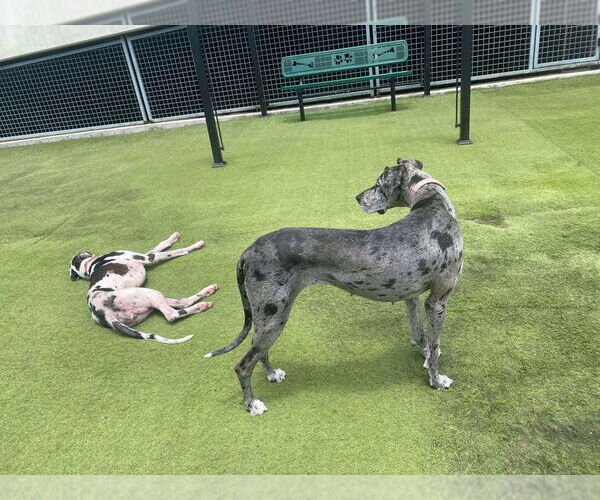 Medium Photo #3 Great Dane Puppy For Sale in Bullard, TX, USA