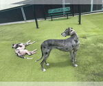Small #2 Great Dane