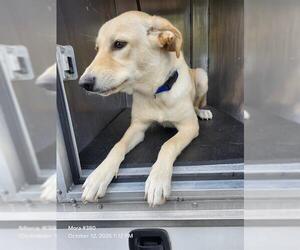 Labrador Retriever-Unknown Mix Dogs for adoption in San Antonio, TX, USA