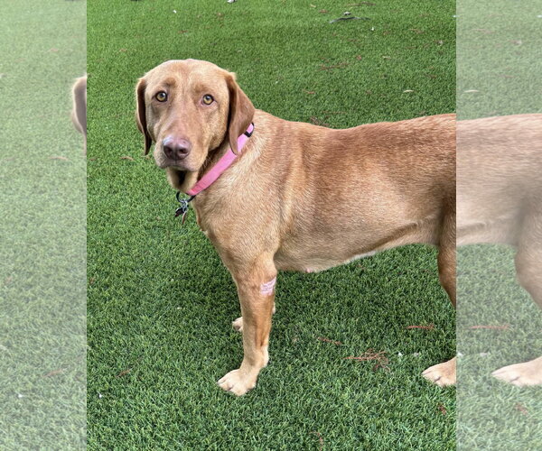 Medium Photo #3 Labrador Retriever-Unknown Mix Puppy For Sale in Fort Worth, TX, USA