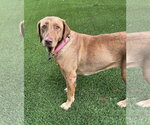 Small #2 Labrador Retriever Mix