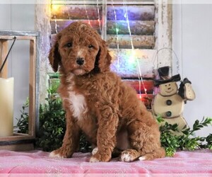 Goldendoodle-Poodle (Miniature) Mix Puppy for sale in FREDERICKSBG, OH, USA