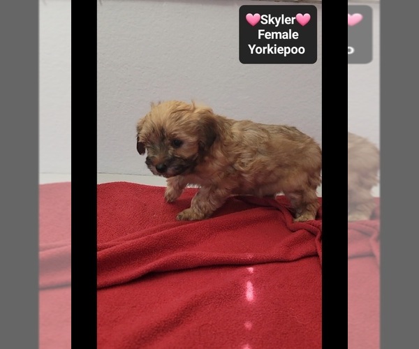 Medium Photo #2 Yorkipoo Puppy For Sale in TUCSON, AZ, USA