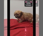 Skyler - Female Yorkipoo Puppy for Sale - Photo #2
