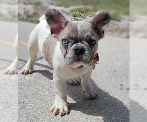 French Bulldog Puppy for sale in TAMPA, FL, USA