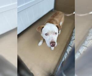 Mutt Dogs for adoption in Chula Vista, CA, USA