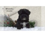 Small #1 Havanese