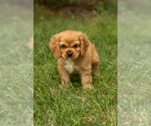 Cocker Spaniel Puppy for sale in NAPPANEE, IN, USA
