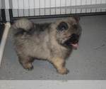 Small Photo #8 Keeshond Puppy For Sale in FAYETTEVILLE, TN, USA