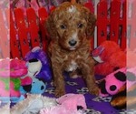 Small #1 Poodle (Standard)