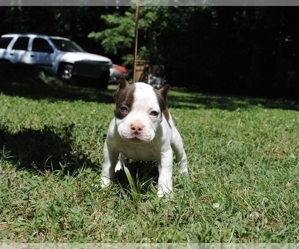 Medium Photo #2 American Bully Puppy For Sale in NASHVILLE, TN, USA