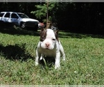 Small Photo #2 American Bully Puppy For Sale in NASHVILLE, TN, USA