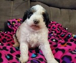 Small #15 Miniature Bernedoodle