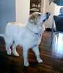 Small Photo #4 Great Pyrenees Puppy For Sale in DENVER, CO, USA