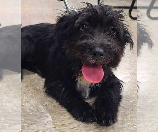 Medium Photo #2 Mutt Puppy For Sale in Pipe Creek, TX, USA