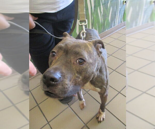 Medium Photo #1 American Pit Bull Terrier Puppy For Sale in Ocala, FL, USA