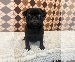 Pug Puppy for sale in MARTINSVILLE, IN, USA