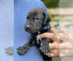 Puppy BLUE Great Dane