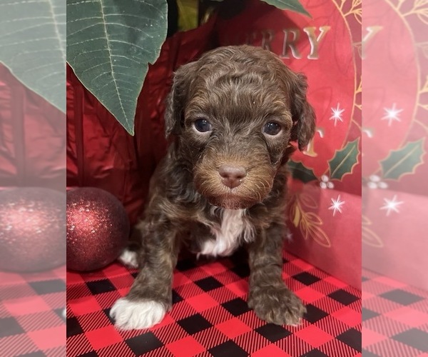 Medium Photo #1 Whoodle (Miniature) Puppy For Sale in DOSS, MO, USA