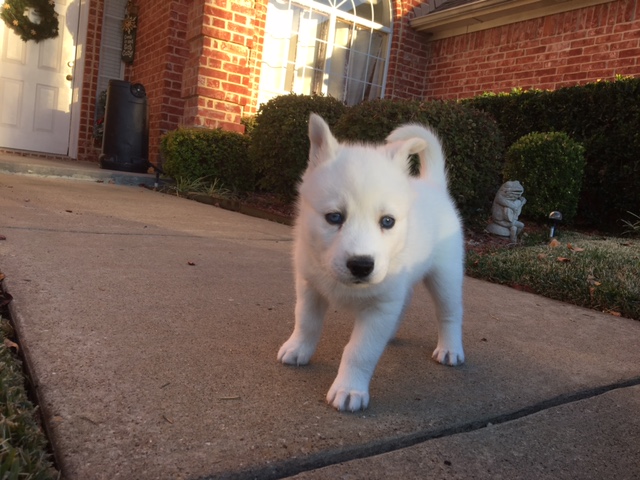 Medium Photo #1 Siberian Husky Puppy For Sale in FORNEY, TX, USA
