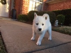 Small Photo #1 Siberian Husky Puppy For Sale in FORNEY, TX, USA