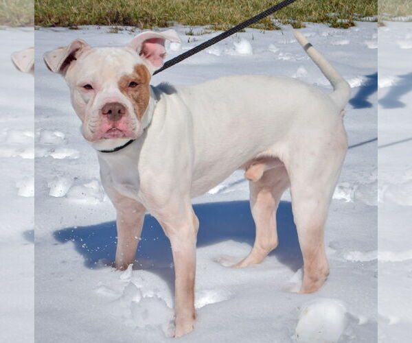 Medium Photo #2 Bulloxer Puppy For Sale in Huntley, IL, USA