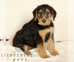 Airedale Terrier Puppy for sale in HOLTWOOD, PA, USA