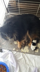 Mother of the Pomeranian puppies born on 03/27/2017
