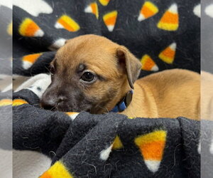 Mutt Dogs for adoption in Gilberts, IL, USA