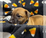 Volvo - Male Mutt Dog for Adoption - Small photo