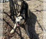 Small #1 Siberian Husky