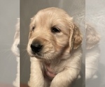 Small Photo #54 Golden Retriever Puppy For Sale in RICHMOND, TX, USA