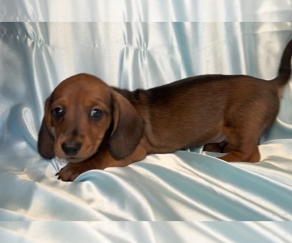 Medium Photo #1 Dachshund Puppy For Sale in HUDSON, CO, USA